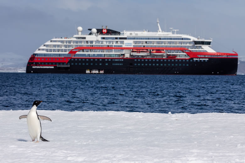 An Adelie penguin in Duse Bay, Antarctica