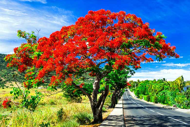 Flame tree in full bloom in Mauritius in December