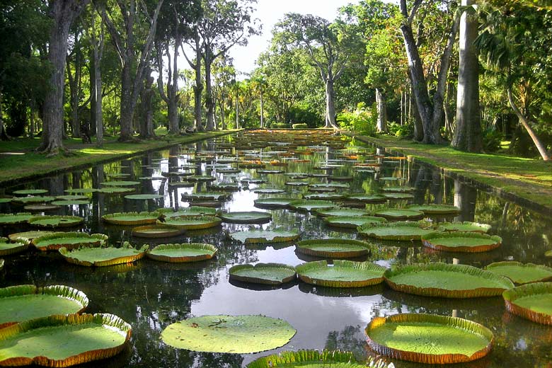 Giant waterlilies in the Botanical Garden, Mauritius