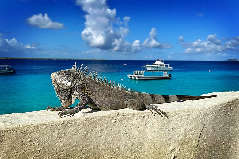 Green iguana sunning itself in Bonaire