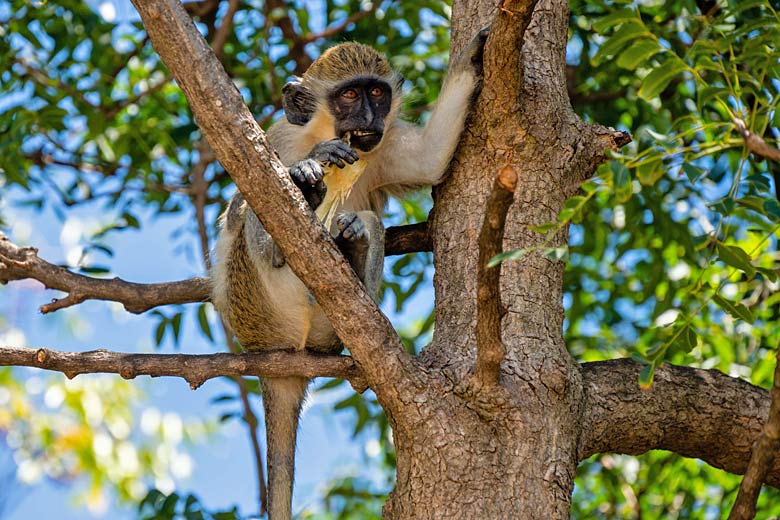 Spy green vervet monkeys