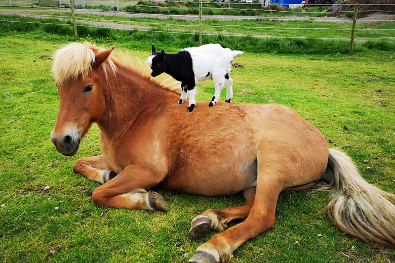 Meet playful locals at Holar Petting Farm