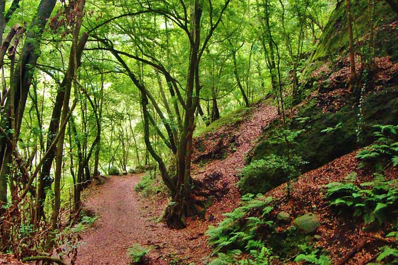 Laurel forest, La Palma