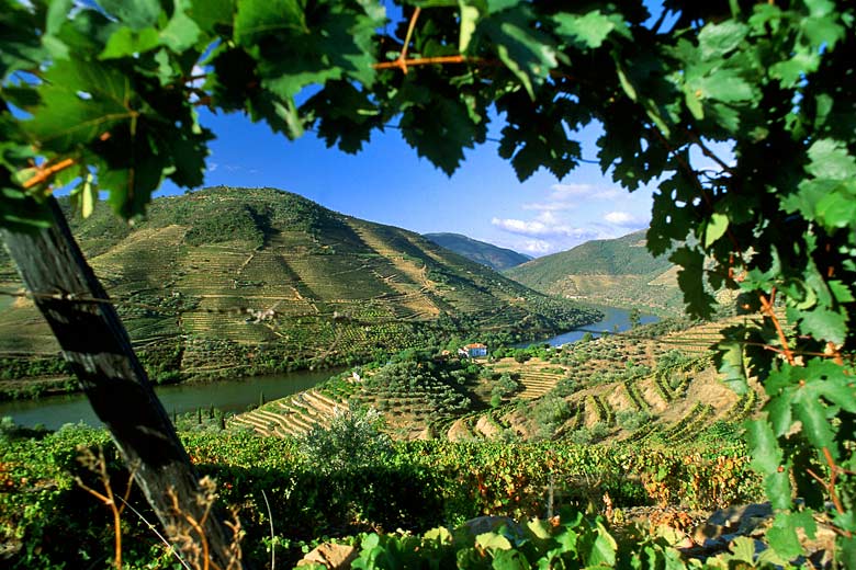 Vineyards in the Douro Valley